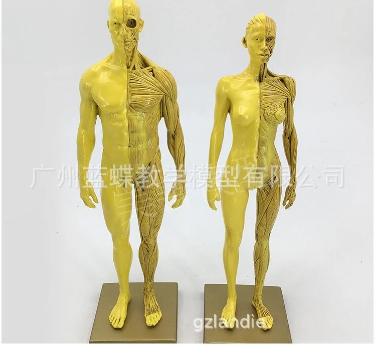 30cm PVC Resin Anatomy Model Artistic CG Drawing Sculpture for Fine Arts & Medical School Teaching Muscle Skeleton Structure