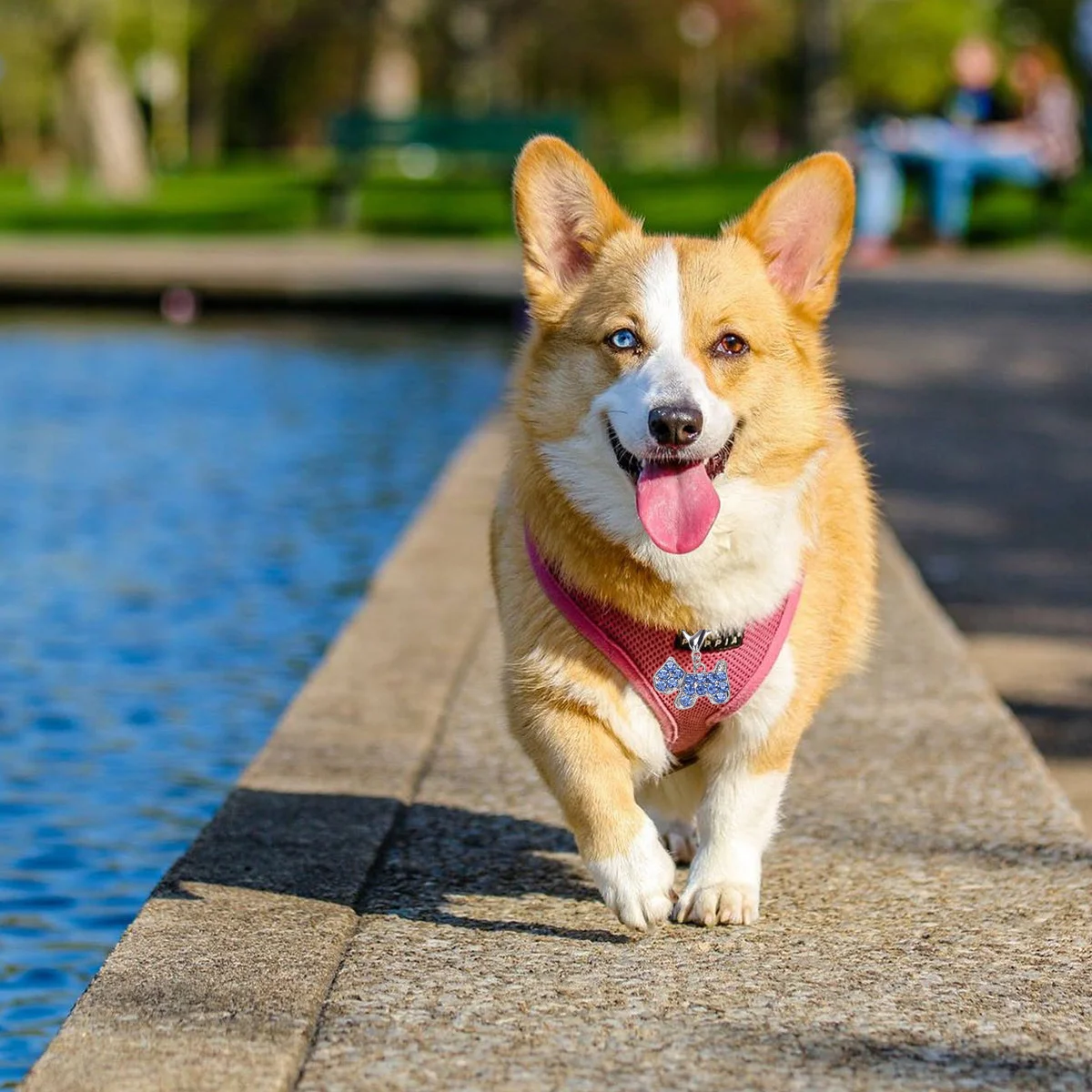 

3Pcs Dog Collar Pendant Alloy Hanging Tag Scratch Resistant Fade Proof Pet Id Tag for Cats Dogs Jewelry Decorative Chain Drop