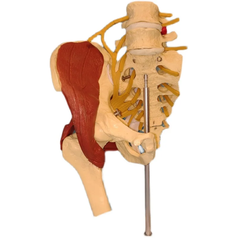 Human Skeleton Lumbar with Muscle Anatomical Teaching Model Pelvic Lumbar Disc Protrusion