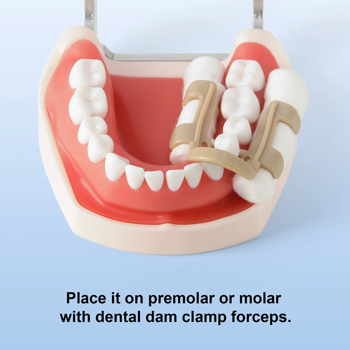 4 Stück/Box AZDENT Dental-Klammern für Baumwollrollen, für Molaren und Prämolaren, autoklavierbar, sterilisierbar, Zahnmedizin-Laborwerkzeuge – Detail 7