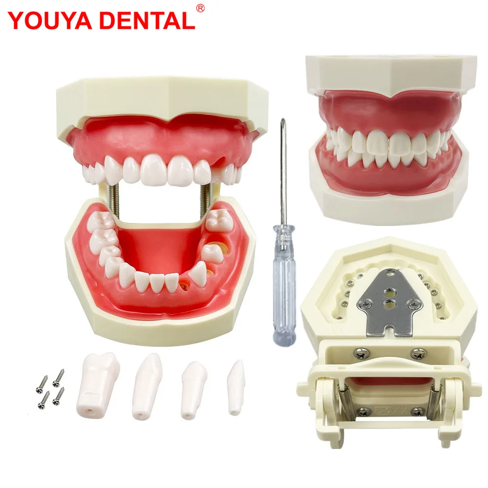 

Dental Practice Model 28 Teeth Training Model Jaws With Removable Tooth Plastic Articulator Typodont For Teaching Studying Demo