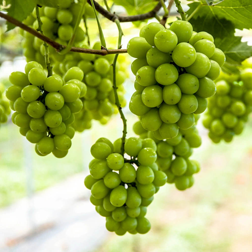 Understanding Explaining: A Deep Dive into the World of Shine Musket Fruits on AliExpress