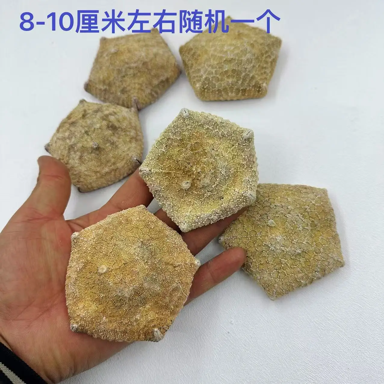 Natural Starfish & Conch Shells, Including Astropecten Articulatus (Bread Sea Star), Unique Shapes, Ideal for Craft Decorations