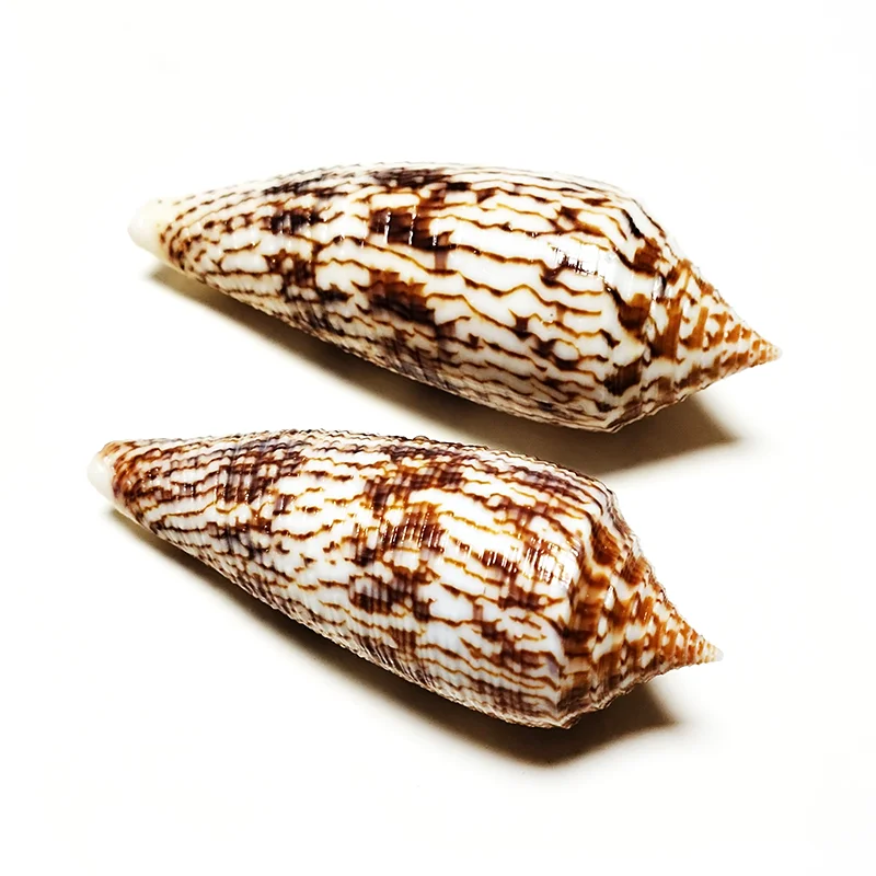 2 PC Conus Australis Sea Shells Brown Natural Cone Shell for DIY Craft Home Décor Fish Tank Wedding Beach Theme Party 7CM-12 CM