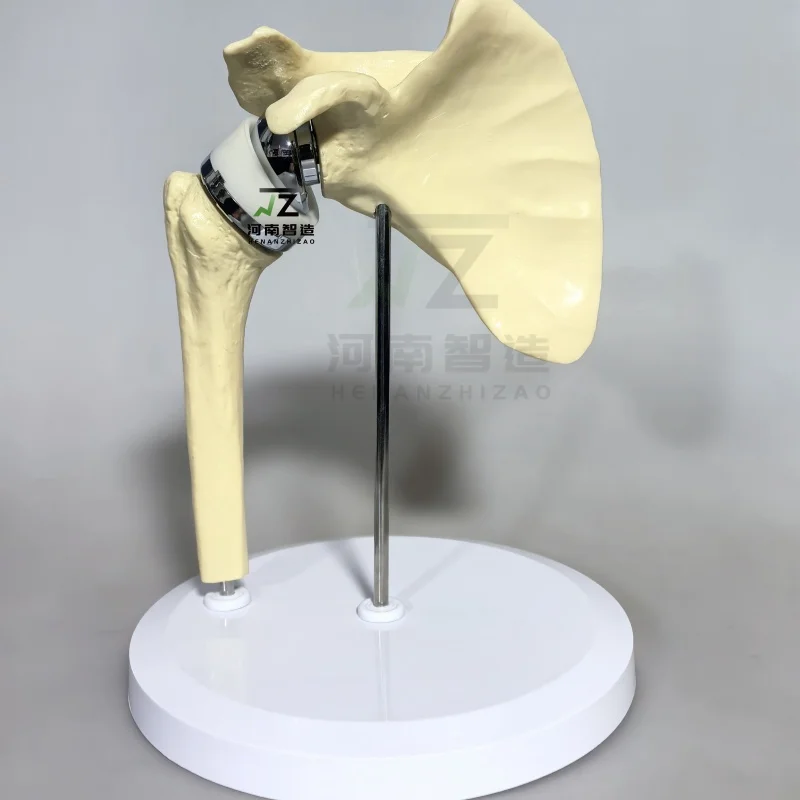 

2025 новая ручная модель искусственного плечевого сустава, высококачественная ортопедическая модель