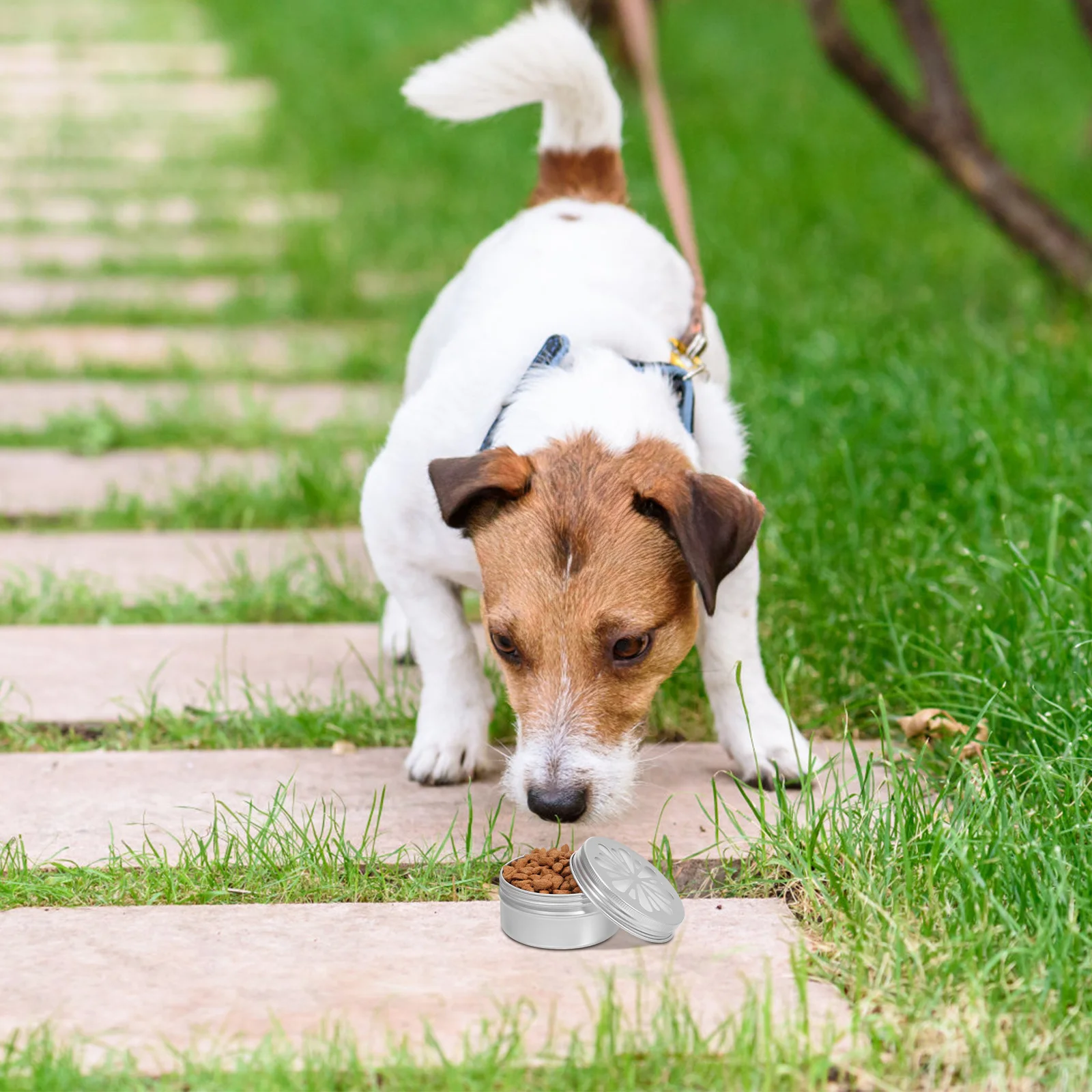 

1Set Dog Scent Work Kit Aluminum Tins Hollow Designs Adhesive Pads Versatile Training Agility Equipment Scent Training Boxes