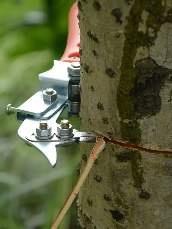 Imagem -03 - Fruit Tree Ring Cutter Descascador de Anel de Árvore Tesoura de Poda de Árvore Cortador de Casca Peeling Shear Ajustável