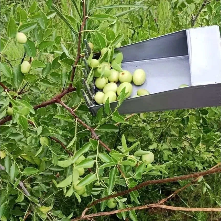 Manual agricultural fruit picker for picking sour dates, efficient tool for picking mountain fruits and mountain dates