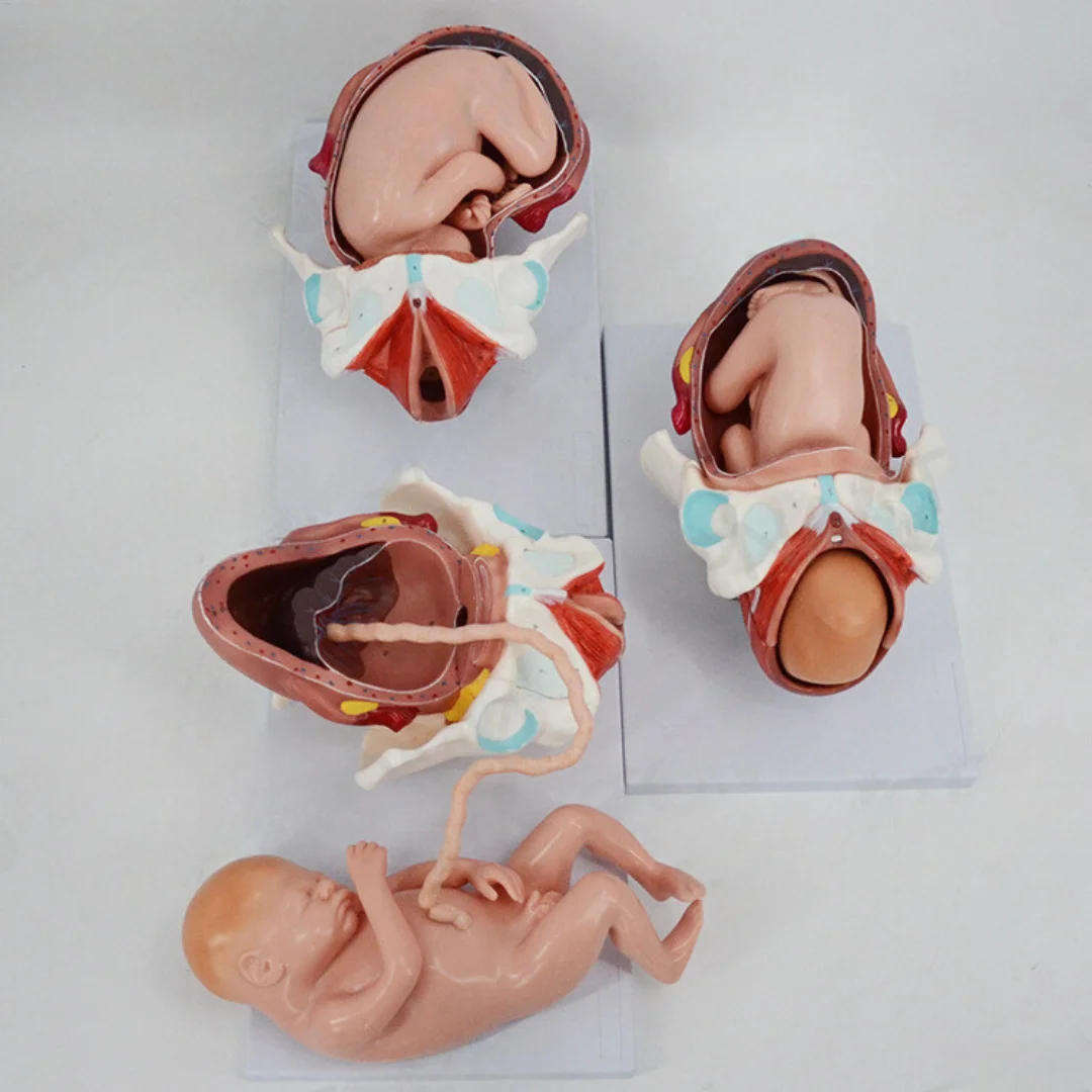 Model of Delivery Process of Full-term Fetus Medical Science Fetal Embryo Anatomia Simulator Nursing Articles Educational Teachi