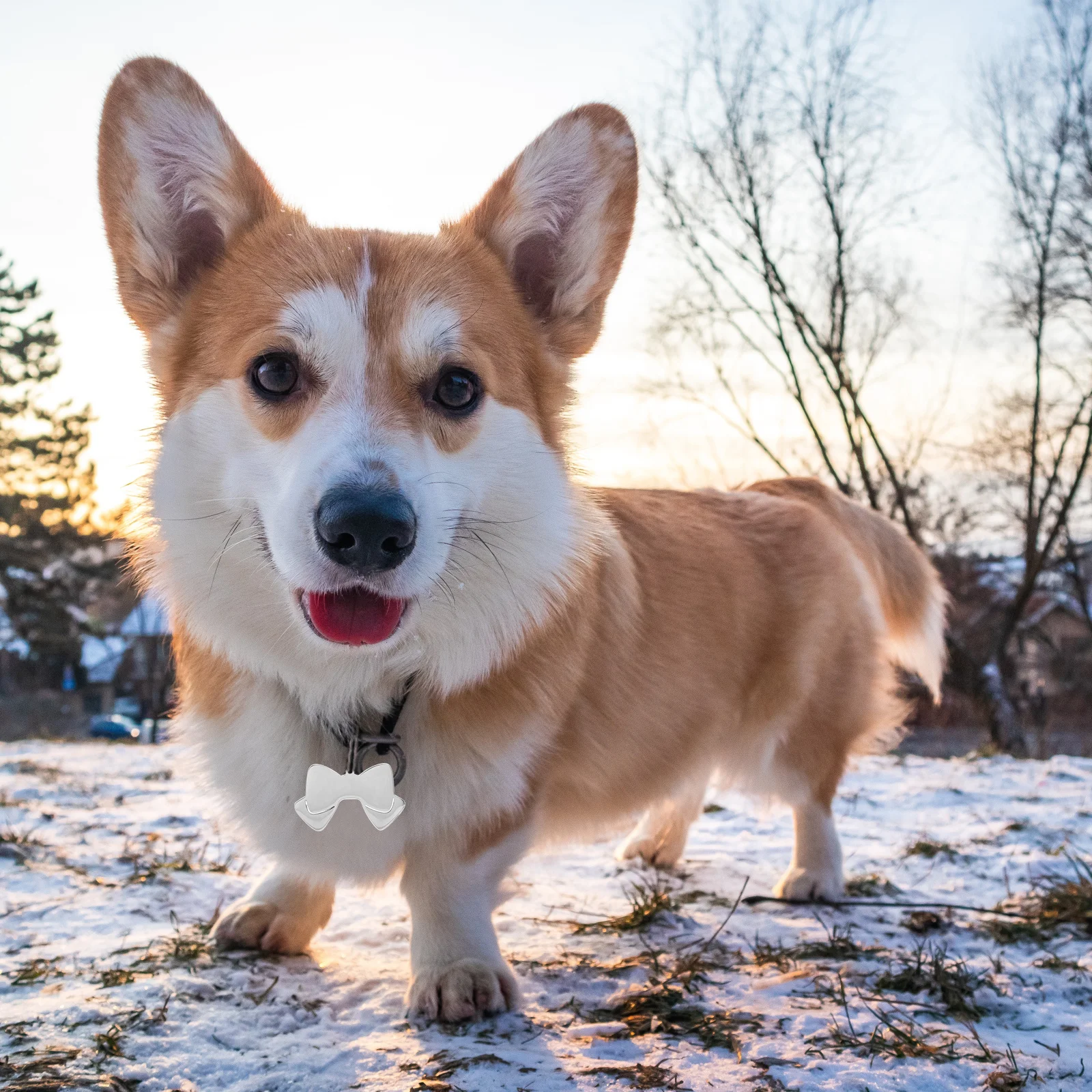 

10Pcs Dog Id Tags Stainless Steel Bow Shaped Pet Name Tags Engraving Blank Tag for Dogs Puppies Cats Dog Id Tag