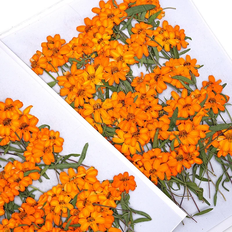 12PCS Set 5-8cm Size Orange Zinnia Dried Flowers with Branch for DIY Resin Mold Bookmark Decoration Natural Pressed Flowers