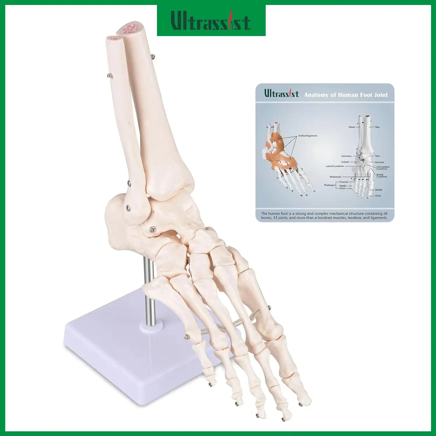 Ultrassist Human Foot Skeleton Model 1:1 Foot Anatomy Replica Flexible Metatarsals & Phalanges for Medical Education Demonstrate