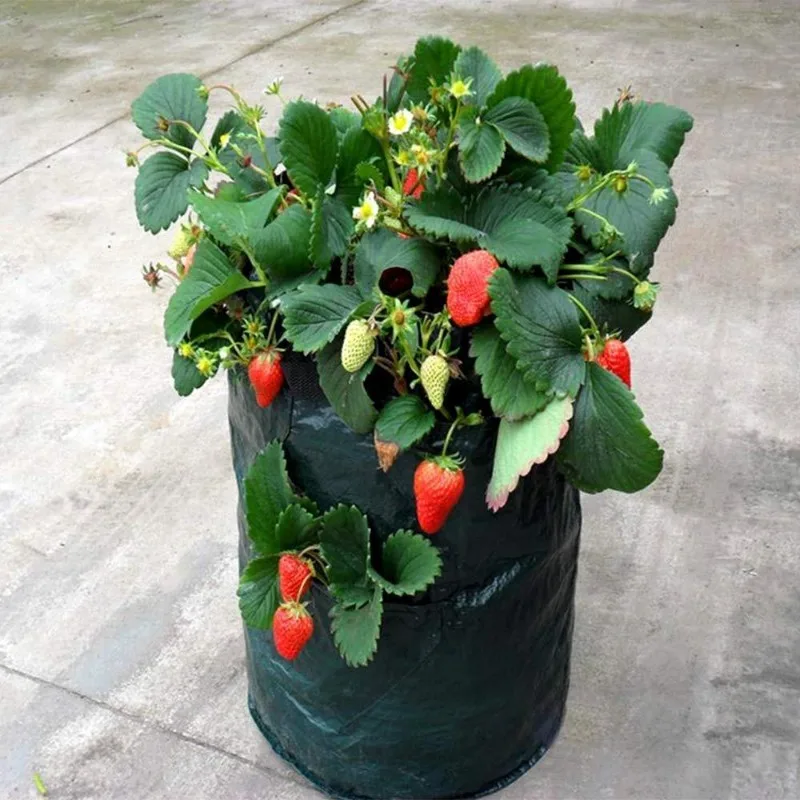 5/7/10 Gallon PE Strawberry Planter Grow Bags Potato Pot Gardening Pots Home Jardin Flower Veg Tomato Planting Tools Container gallery 5