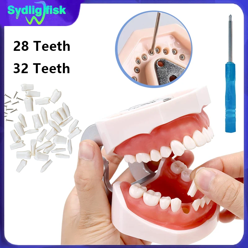 

28/32 Teeth Model Dental Typodont Teeth Model Teaching Model Soft Gum Removable Model Dentist Technician Practice Studying Model