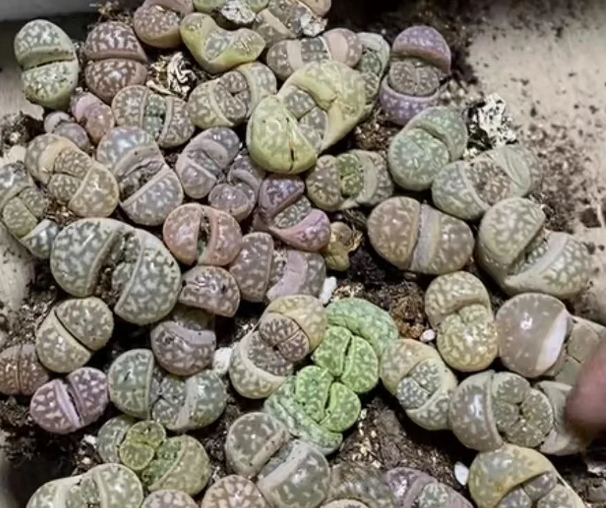 Not Real Lithops DIY DECORATION Not Seeds Stones Artificial Exotic Plants Unusual
