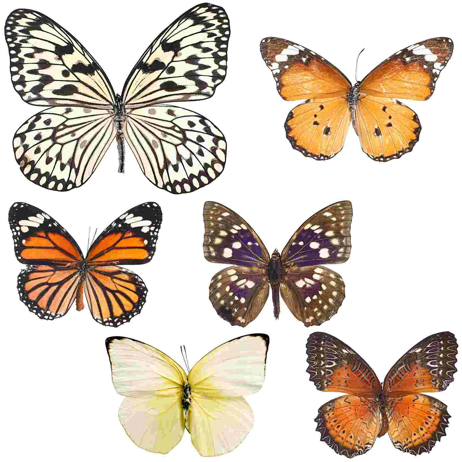 6 Pcs Butterfly Specimen Home Decor Display Ornament Wall Decorations for Living Room Real Butterflies