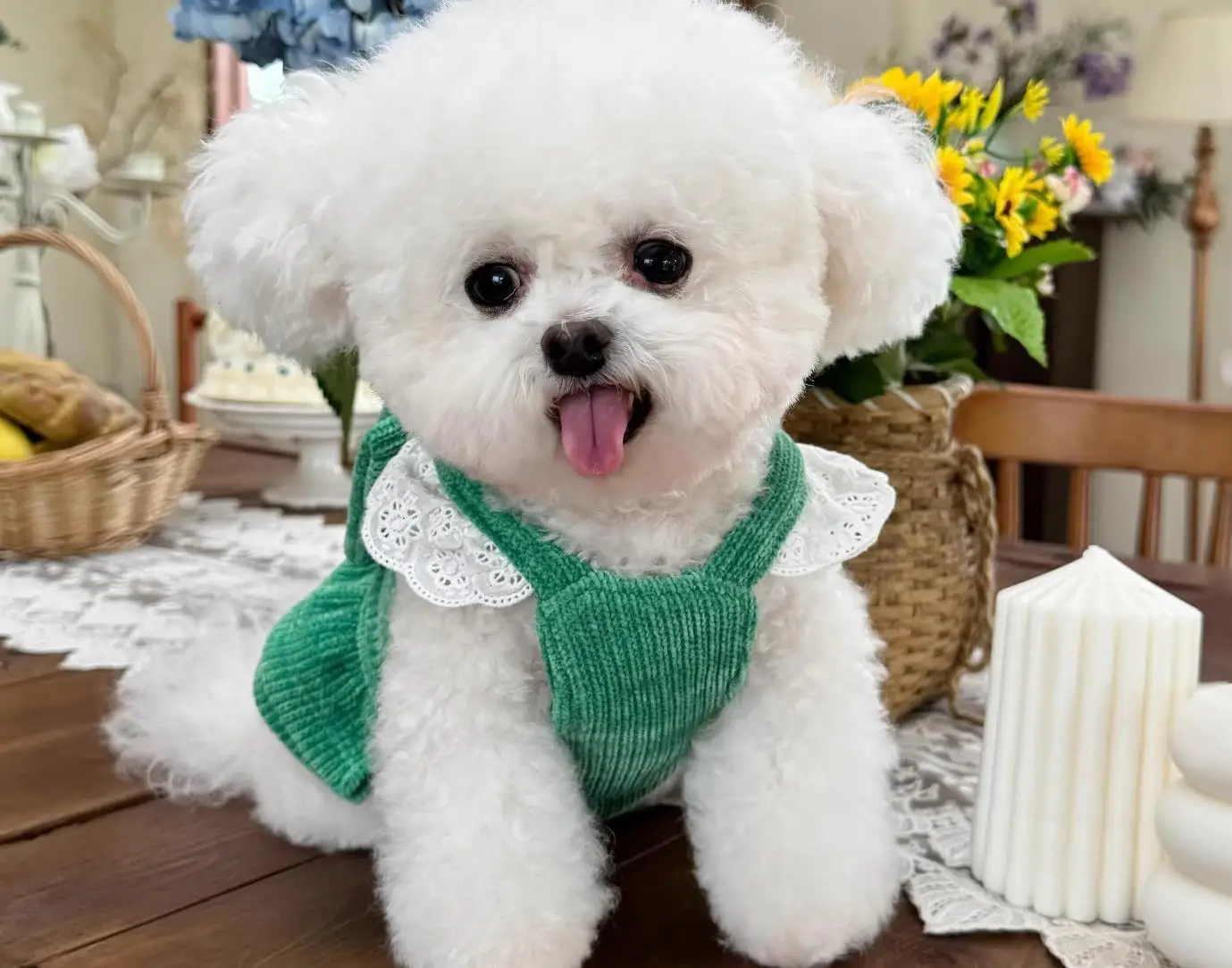 

mall Dog Dress Chihuahua Miniature Pinscher Pomeranian Shih Tzu Maltese Puppy Doggie Small Dog Clothes Pet Clothing Costumes