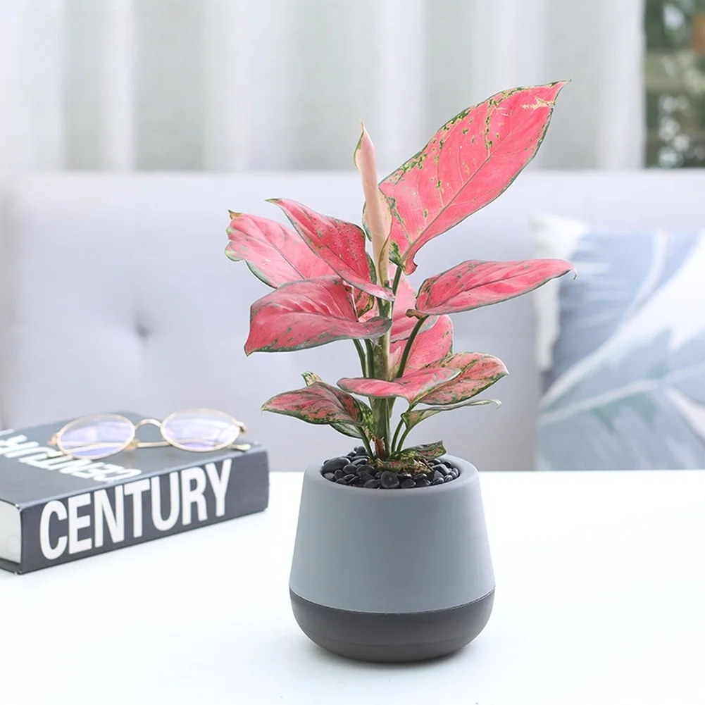 

Пластиковый самополивающийся горшок для растений, предназначенный для использования в помещении, обеспечивает равномерное увлажнение в небольших жилых помещениях.