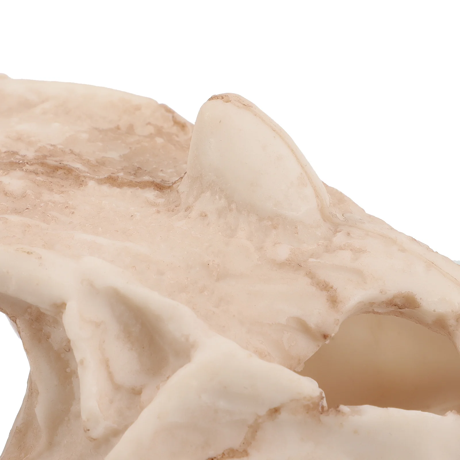 

1pcs Dinosaur Skull Ornament Resin Aquarium Decor Fish Tank Landscape Underwater Hideout For Fish Shrimp Reptile