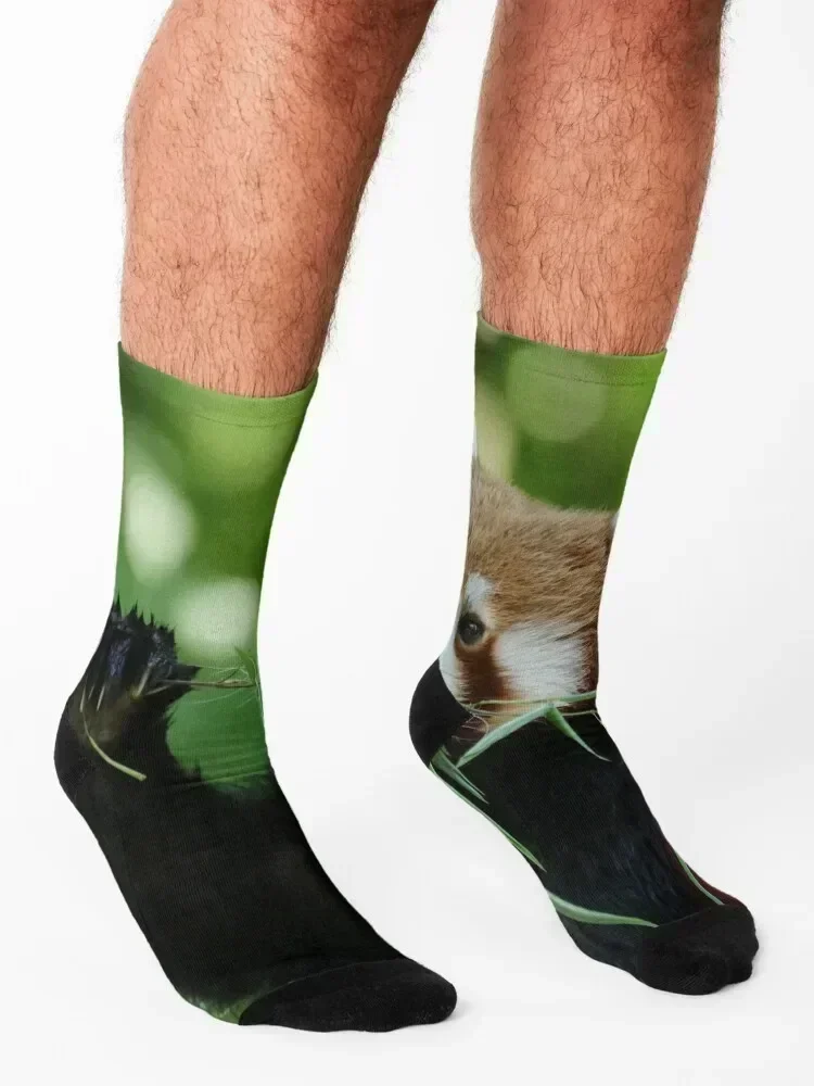 Red Panda 002 Socks luxury FASHION sports stockings compression Luxury Woman Socks Men's
