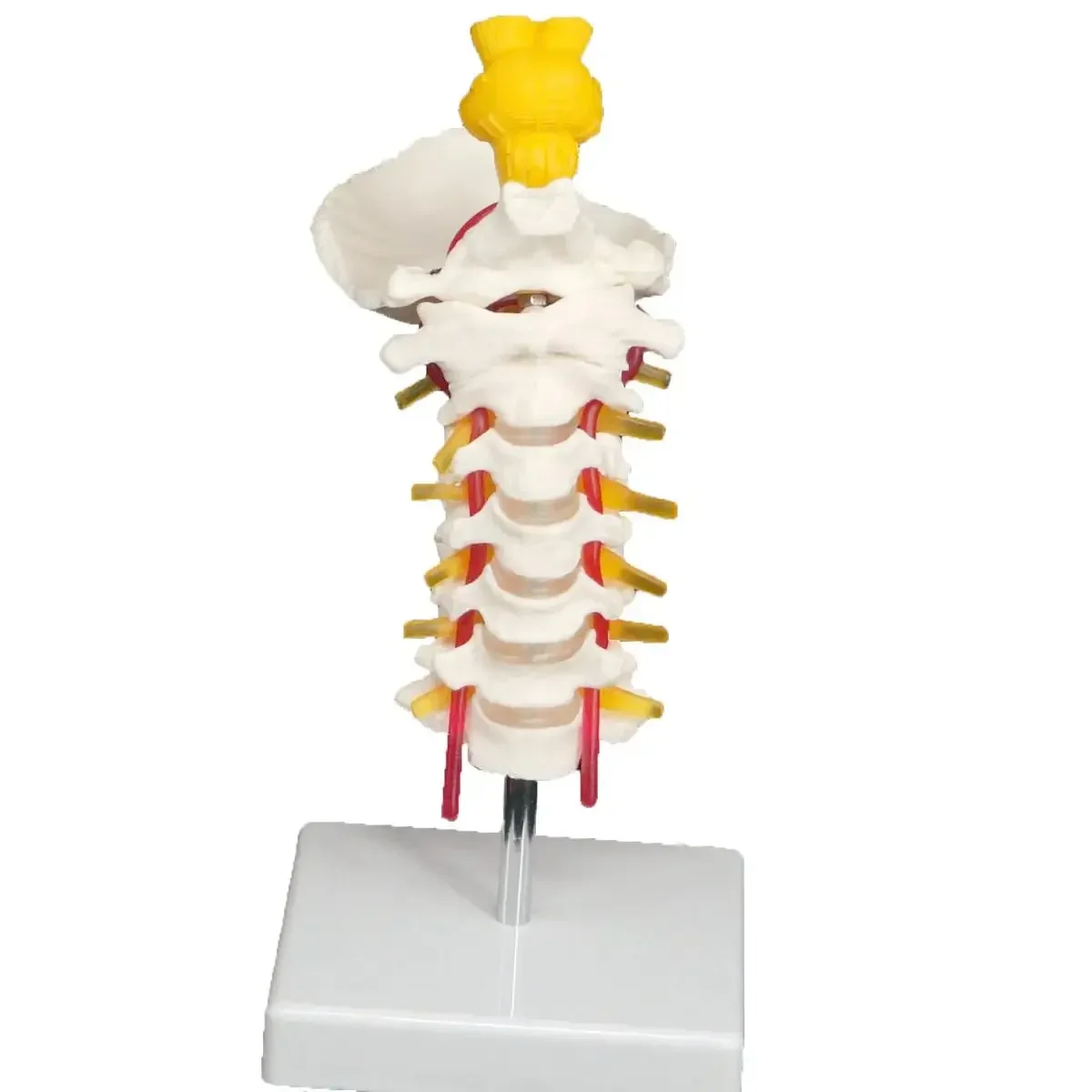 PVC Occipital and Spinal Cervical Anatomy Vertebrae Carotid Artery Tibia Model Teaching Training Aid Education