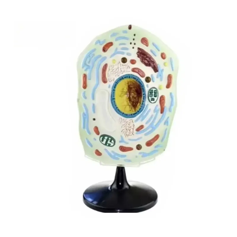 Plant Cell Structure Anatomical Manikin Middle School Biology Teaching Model for Laboratory and Research Purpose