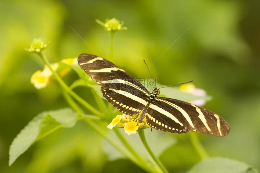 

4Pcs 100X42mm 5-Spoke Tire Tyre 17Mm Wheel Hex For Arrma 1/7 Infraction Felony Limitless RC Car Upgrade Parts