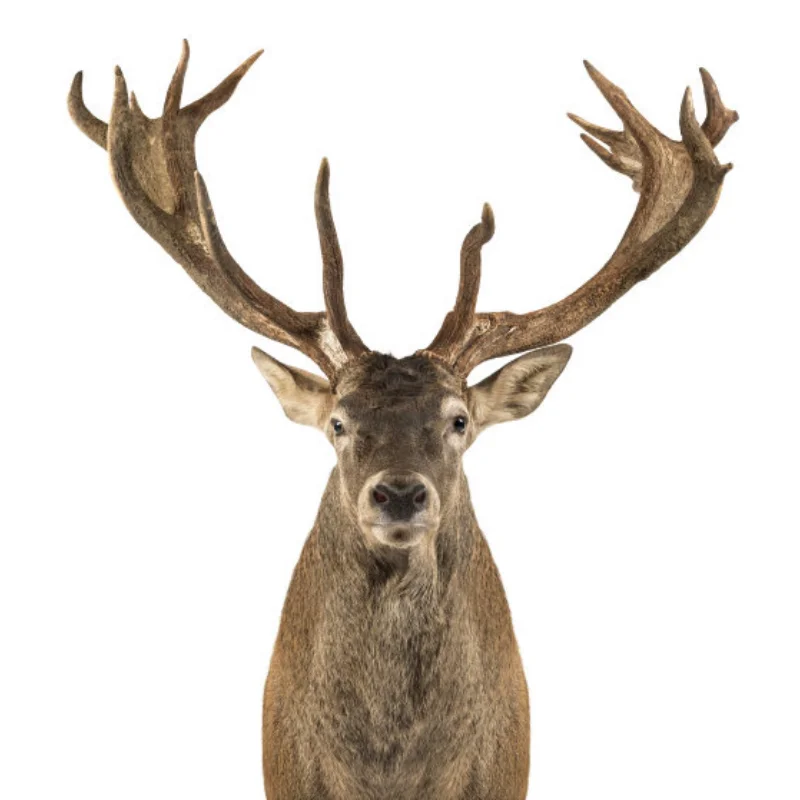 

Комплект шасси из углеродного волокна, рама, направляющая, защитная пластина, коробка передач, набор бамперов для осевого SCX10 1/10, радиоуправляемый гусеничный автомобиль, обновления «сделай сам»