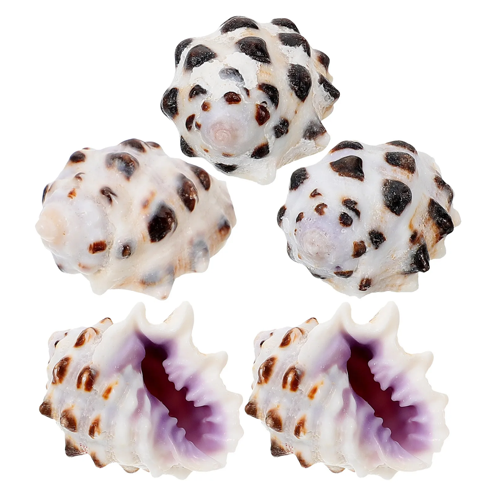 

5Pcs Mini Conch Shells Decorations Natural Sea Shells for Aquarium Fish Tank Landscaping Craft DIY Home Decor Ocean Theme Party