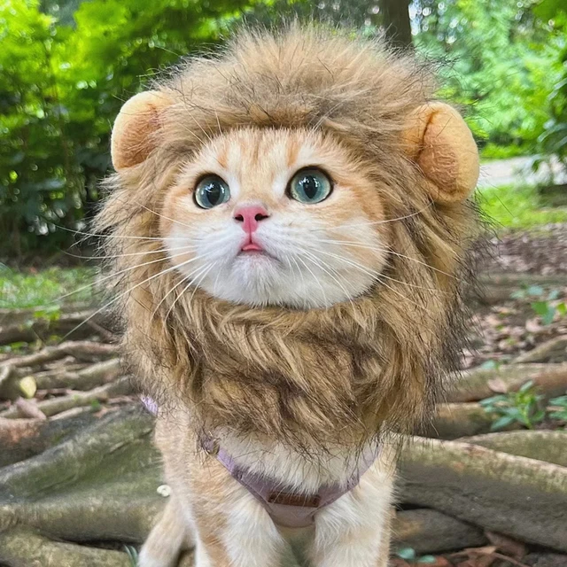 Urocza peruka z manetą lwa Zabawne zwierzęta Czapka na ubrania Fantazyjne psy Kostium Cosplay Kocia czapka z uszami Akcesoria Kostium kota
