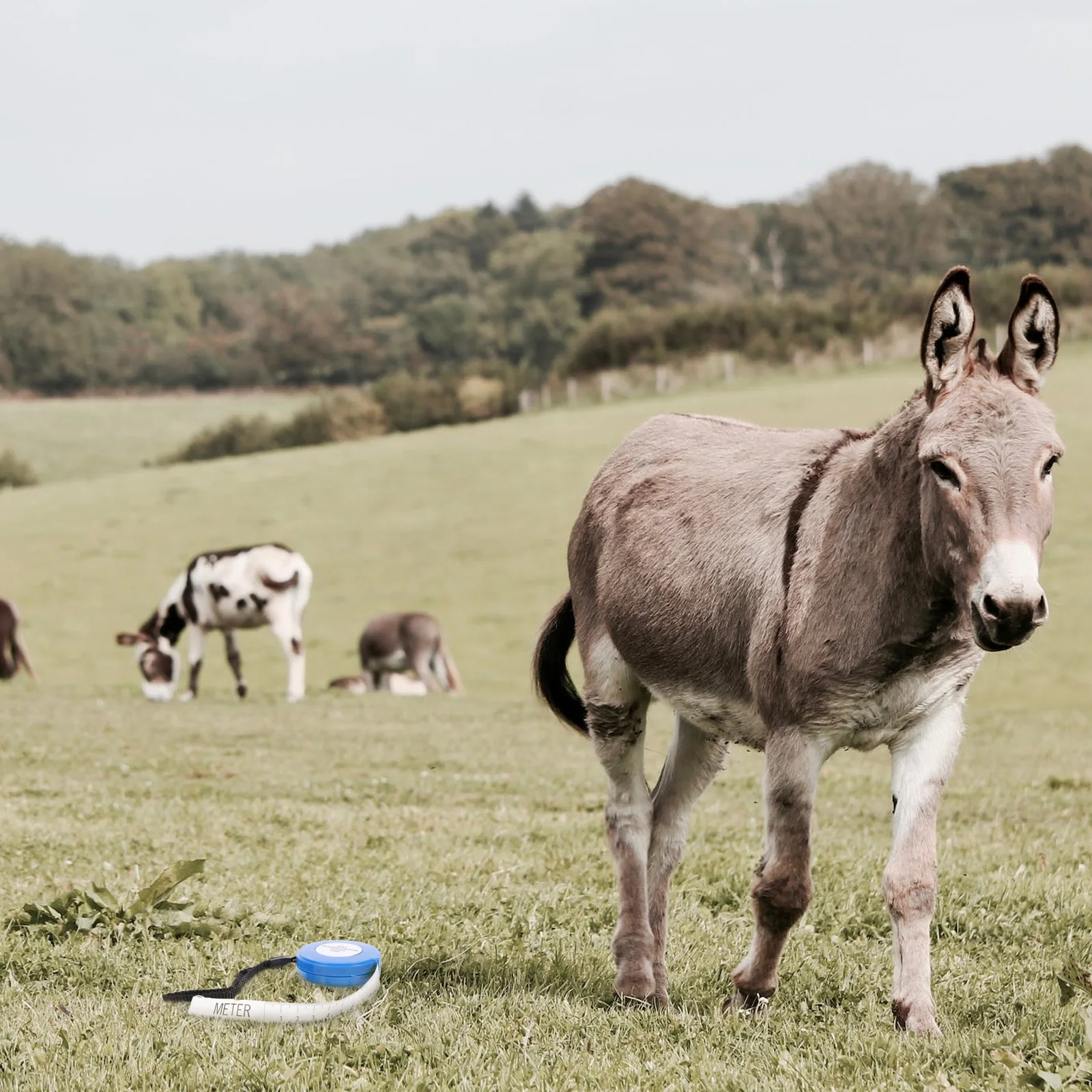 

Animal Weight Tape Measure Compact Pig Cattle Horse Goat Livestock Body Measuring Tool Portable Farm Measuring Tape