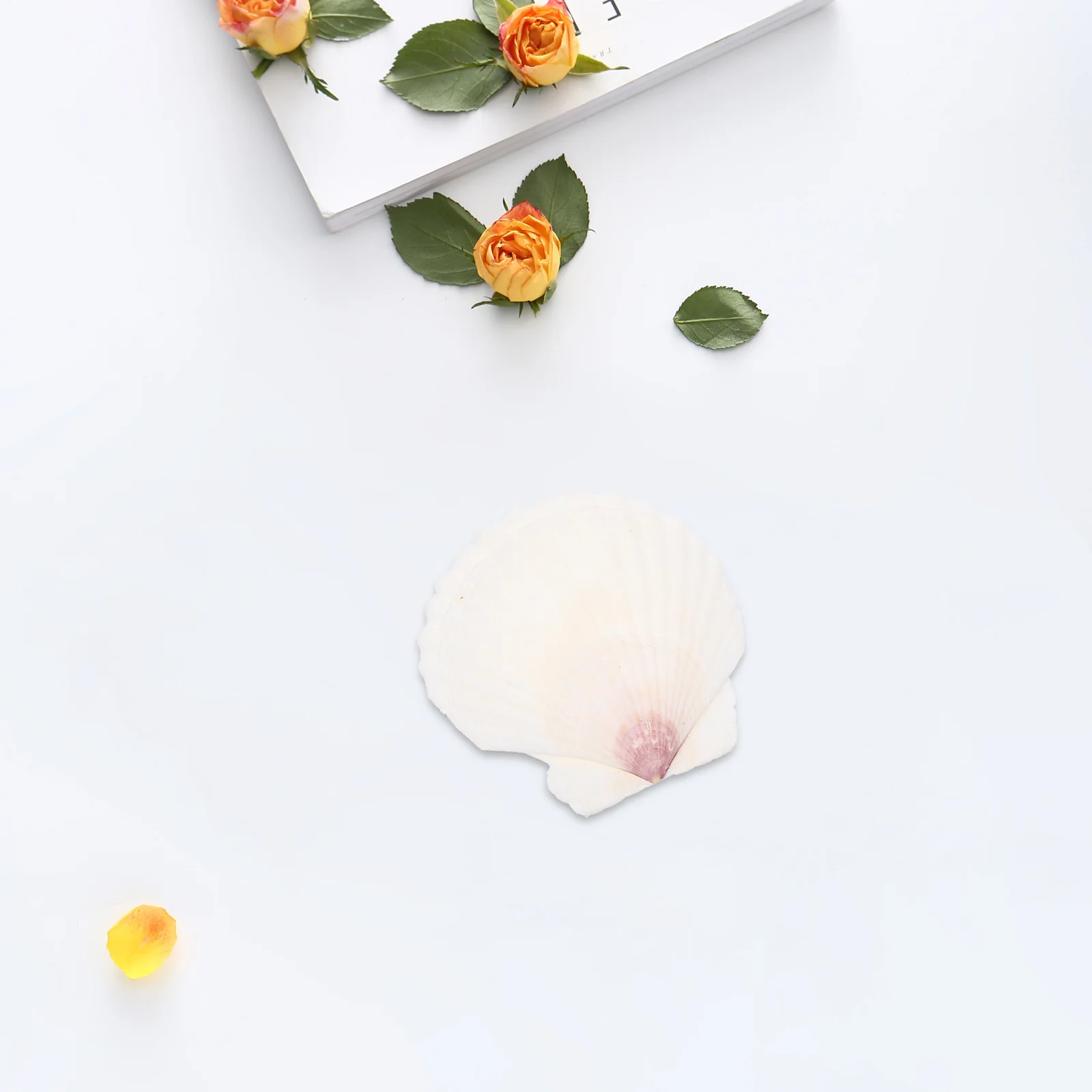 

10pcs Shell Decoration Set White Scallops Diy Accessories For Crafts Handicraft Fish Tank Decor Aquarium Landscaping Ornament