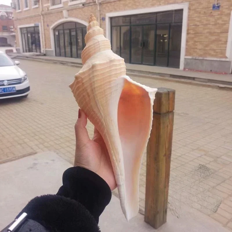 Natural Super Conch Shell Long Fragrant Snail Old Horn Fragrant Snail Male Snail Secret Taoist Horn Collection Coral