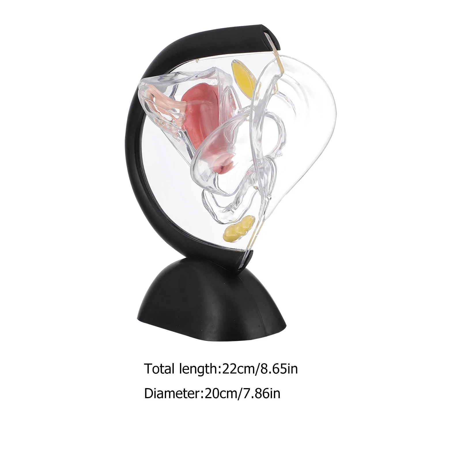 Structure Model Transparent Models Female Reproductive Organ Pvc Wall Nurse