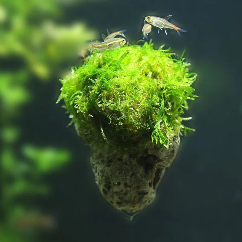 Suspended Stone with Moss for Fish Tank, Aquarium Decorative, Aquatic Plants Landscaping, Natural Avatar Effect with Rope