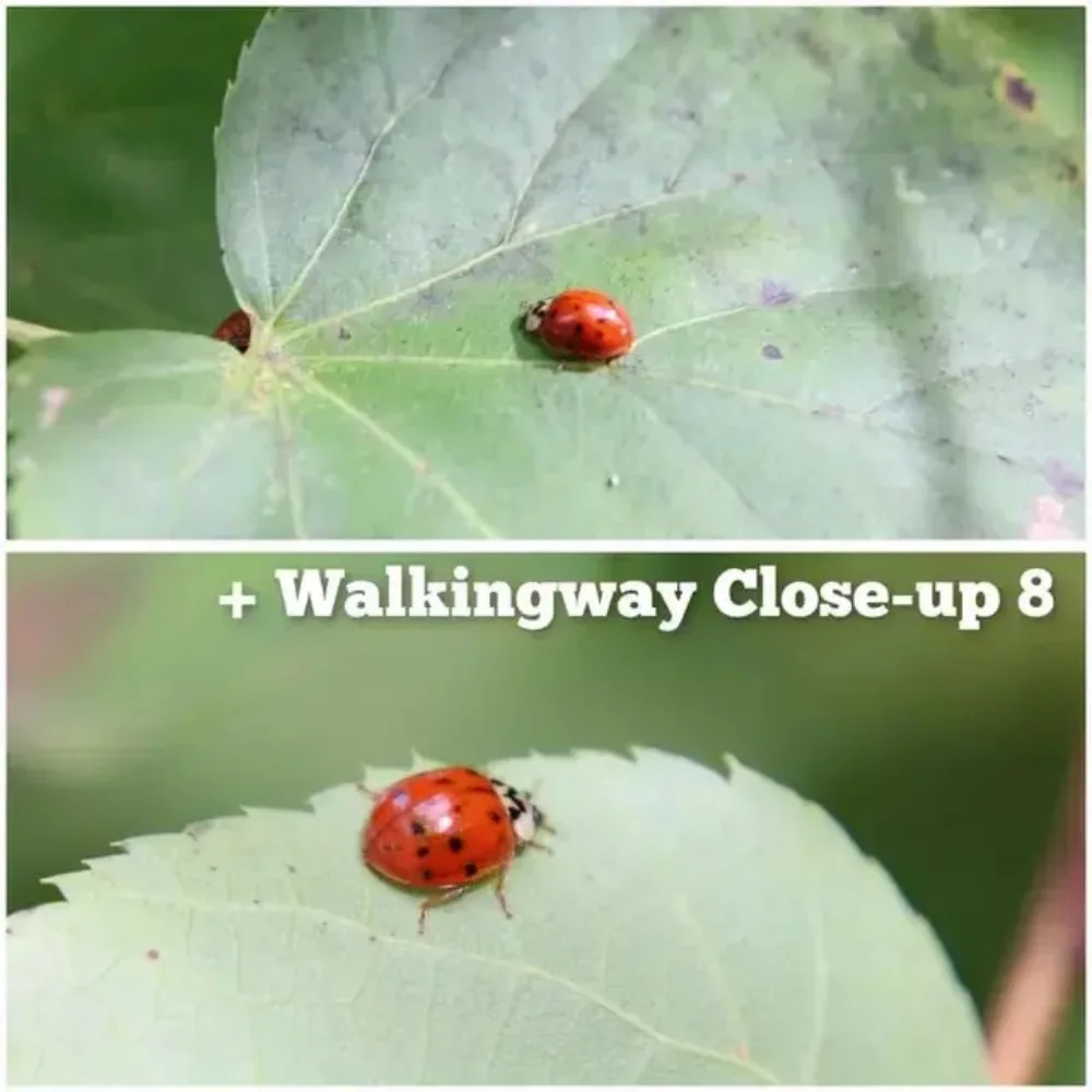 Walkingway Close-up Camera Filter Macro Photography Camera Lens Filter 49/52/55/58/62/67/72/77/82mm for Canon Sony Nikon Cameras