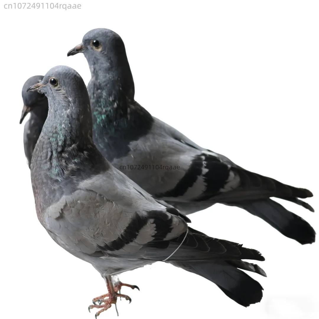 Miniature Model Realistic Pigeon Specimen for Landscape Styling Handcrafted Miniature Decor - Desktop Study Display Home Decor