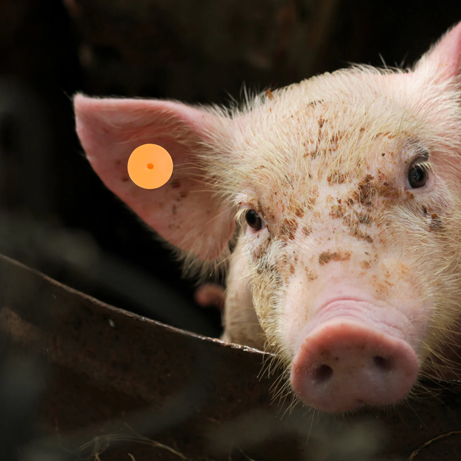 

100Sets Animal Ear Tags No Number Bright Colored Lightweight Ear Tags for Cow Sheep Pig Cattle Horse Id Marking