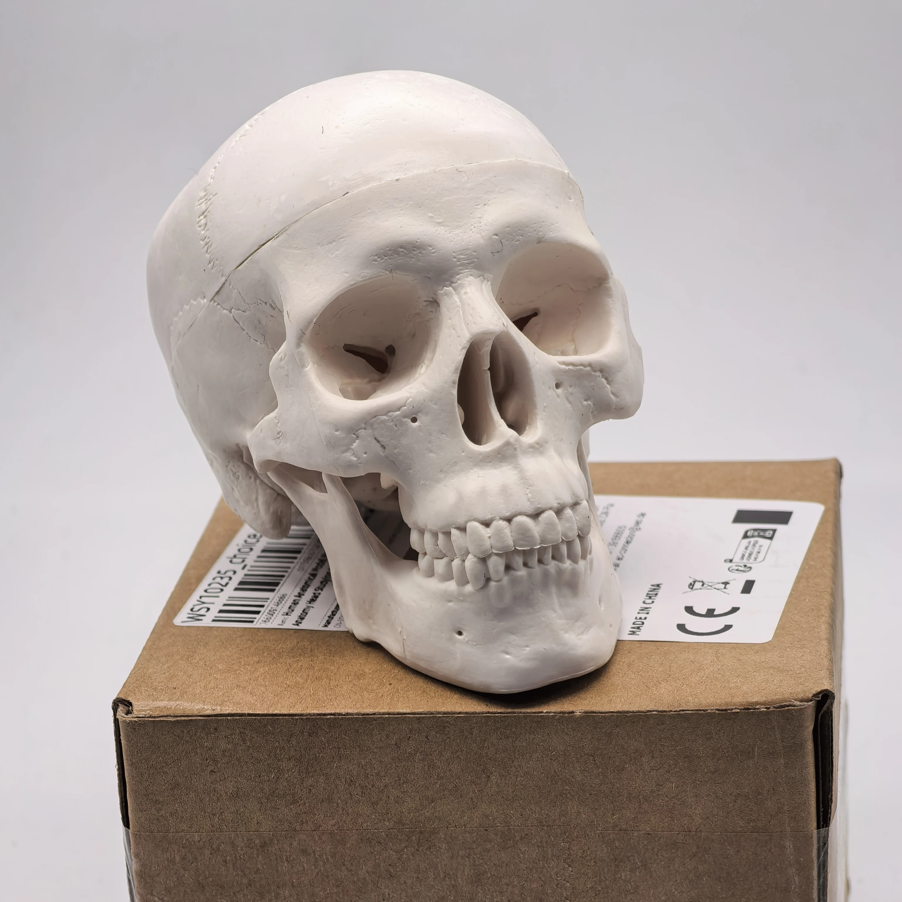 table Human Skull Model - Anatomical Study Head for Medical Teaching, 3D Anatomy Demonstration, Dental Student Supplies, Science