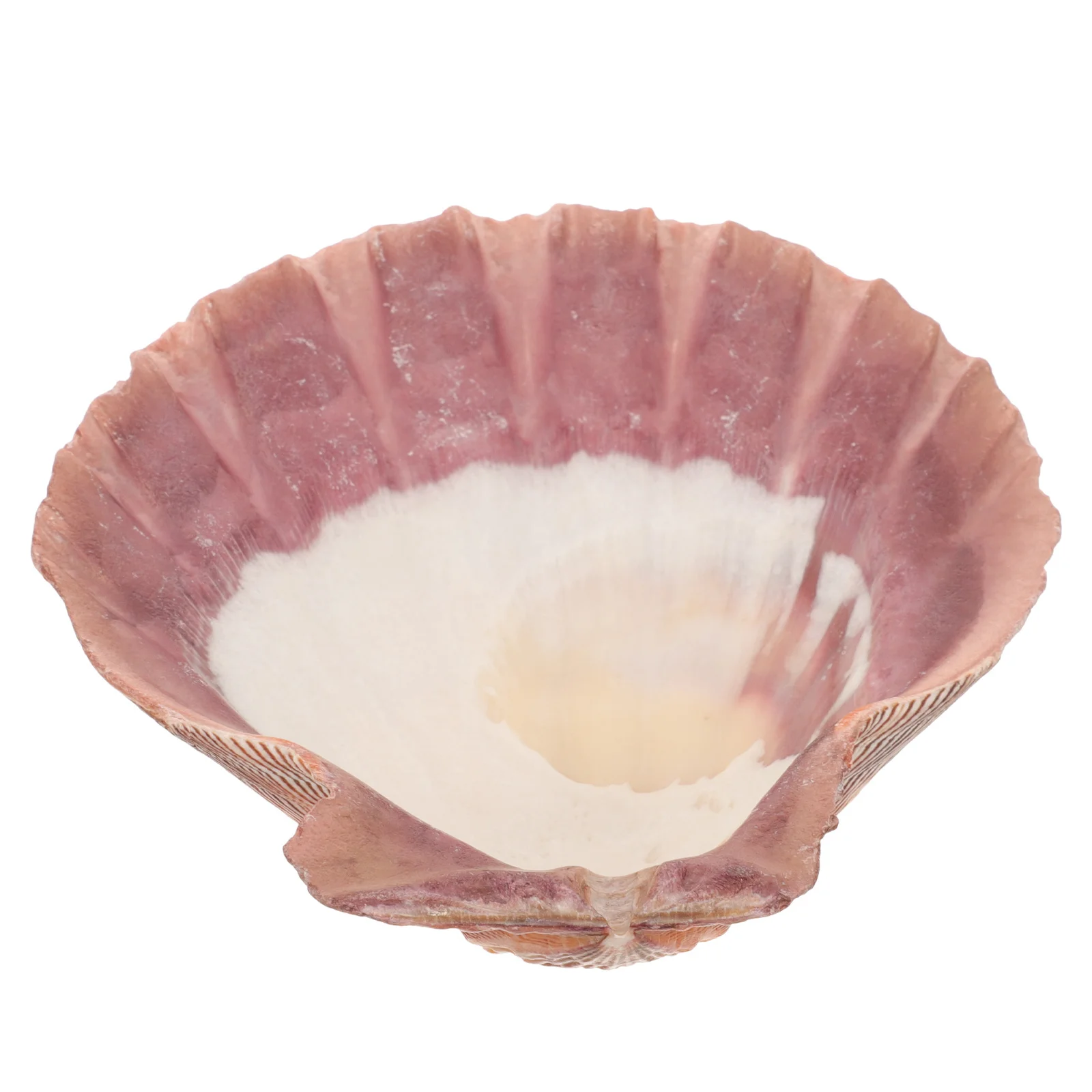 

Large Natural Seashell Jewelry Tray Fan Scallop Design Jewelry Organizer Display Dish Trinket Holder Desktop Storage Plate