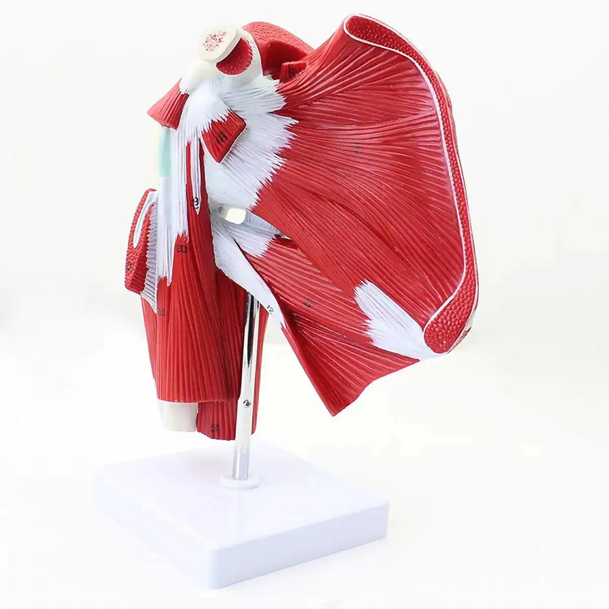 

Human Deep Muscles of The Upper Limb Arm Extremities Model Medical School PVC