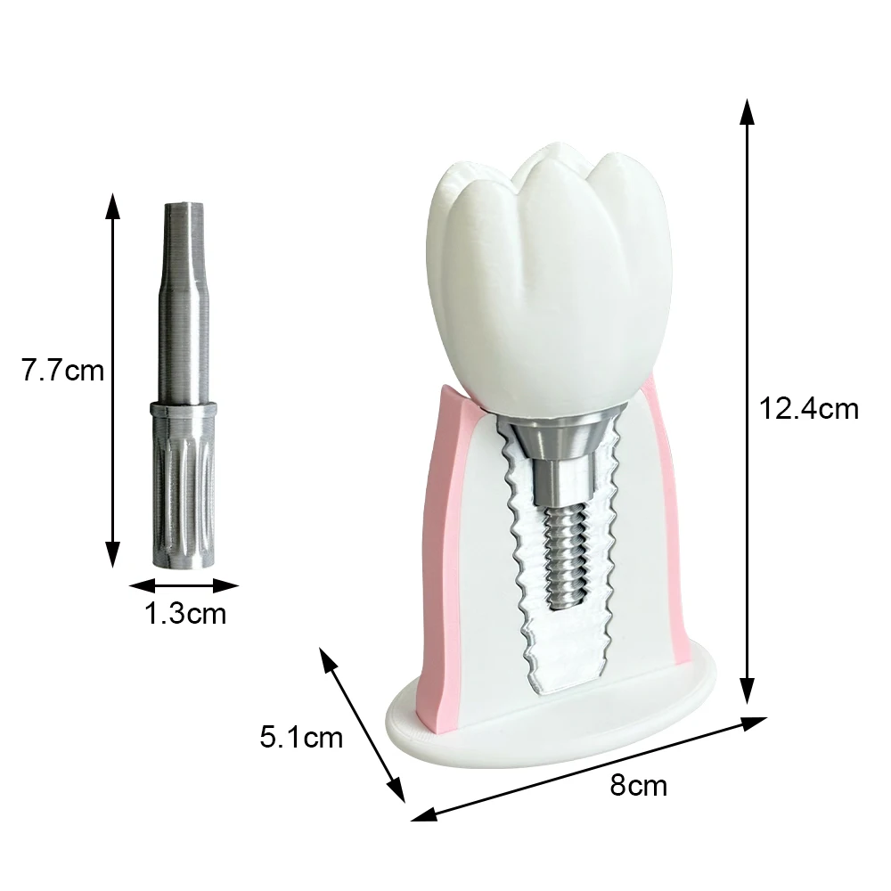 Thumbnail 3 - #29 Best Dental Teaching Models to Buy In 2026