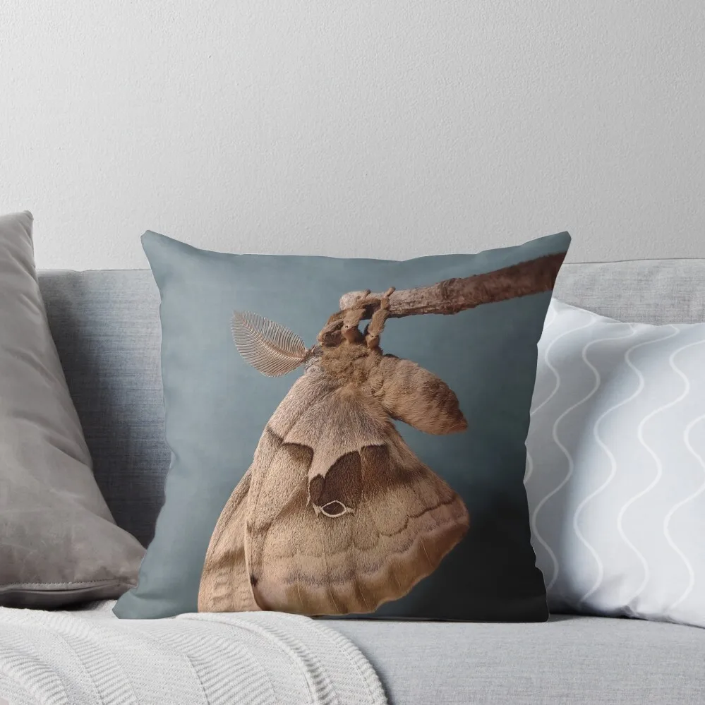 Polyphemus moth freshly emerged Throw Pillow Sofa Cover Sofa Decorative Covers pillow