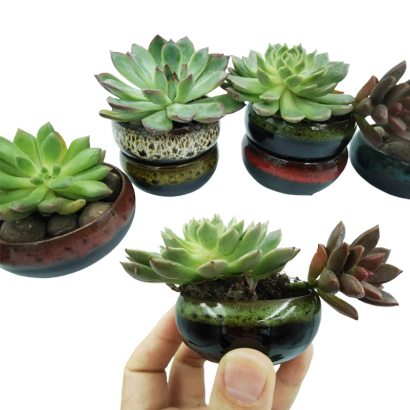 Mini Flower Pot Ceramic Flowerpot Small Succulent Plants Plant Potted Flowers Decor Container Cactus Bonsai Home Office Gifts