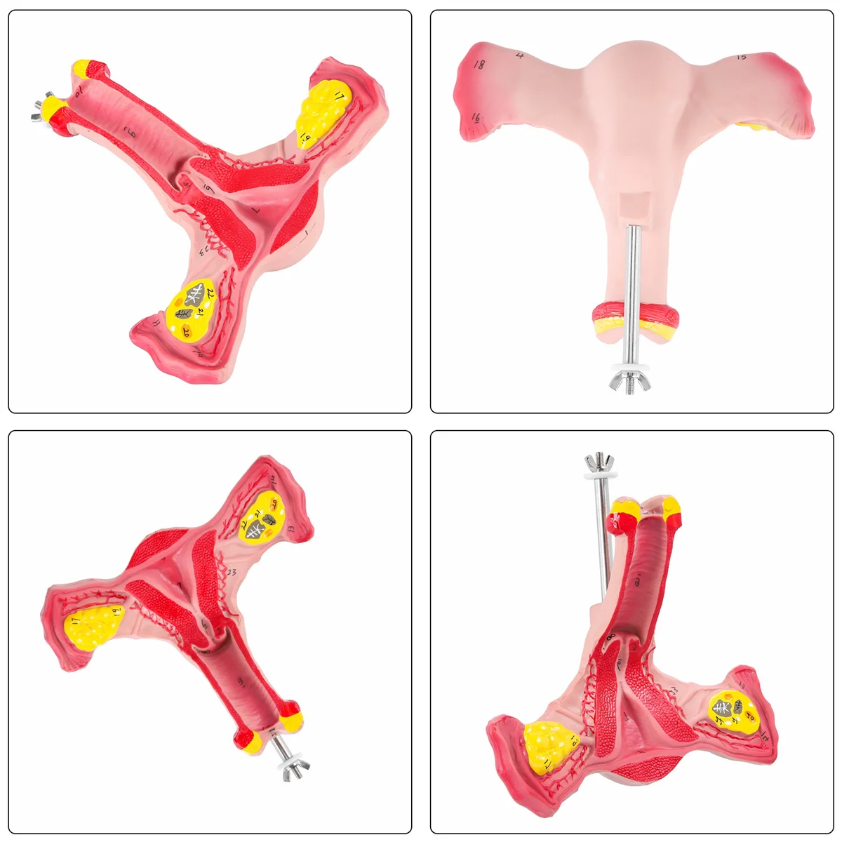 

1:1 Human Female Uterus Ovary Fallopian Tubes Model Anatomical Human Anatomy Model Teaching Tools