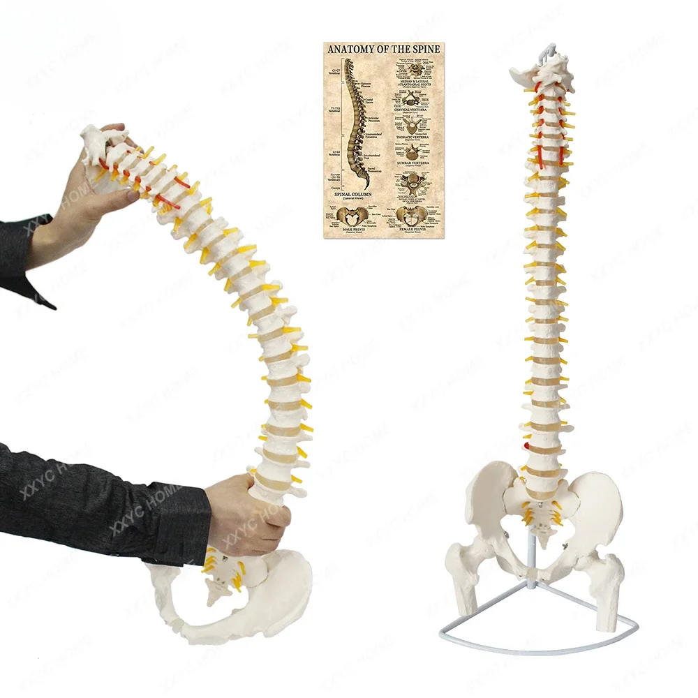 FRT014 Anatomical Spine Model Life Size Spinal Cord Include Vertebrae, Nerves, Arteries, Lumbar Column Medical Science