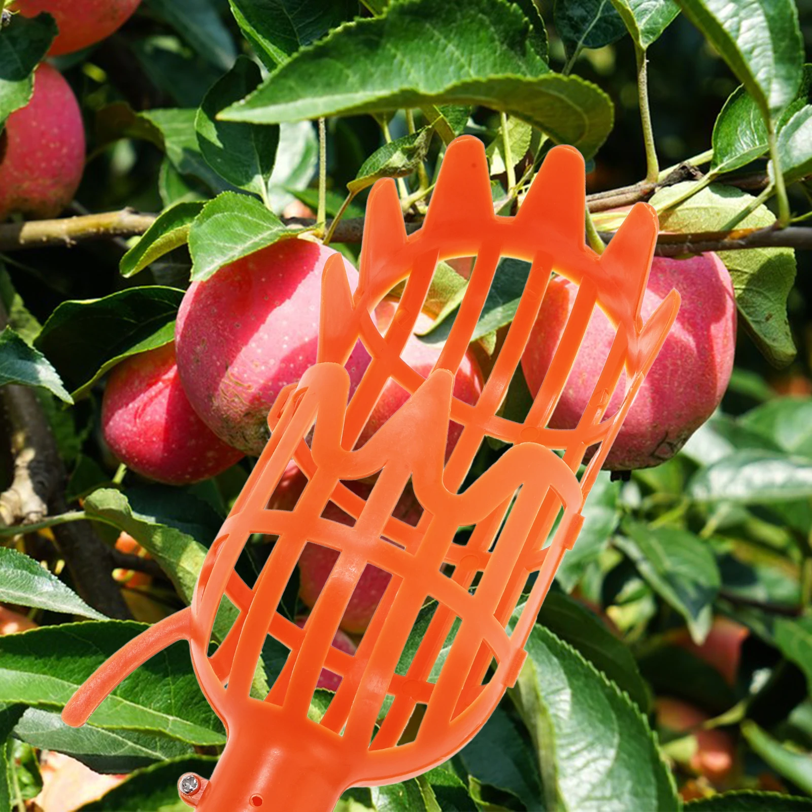 

2 PCS Fruit Picking Scissors Equipment up Tool Picker Apple with Pole Basket Fruits