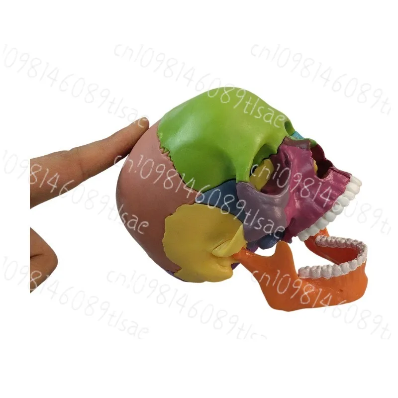 15pcs-puzzle-anatomy-skull-model-color-teaching-brain-model-teaching-and-teaching-manual-gry-spot-supply