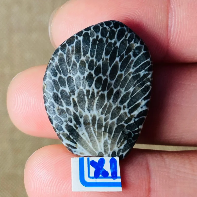 

Unique Honeycomb Pattern Stone Natural Polished Pebble Collectible Rock Gift