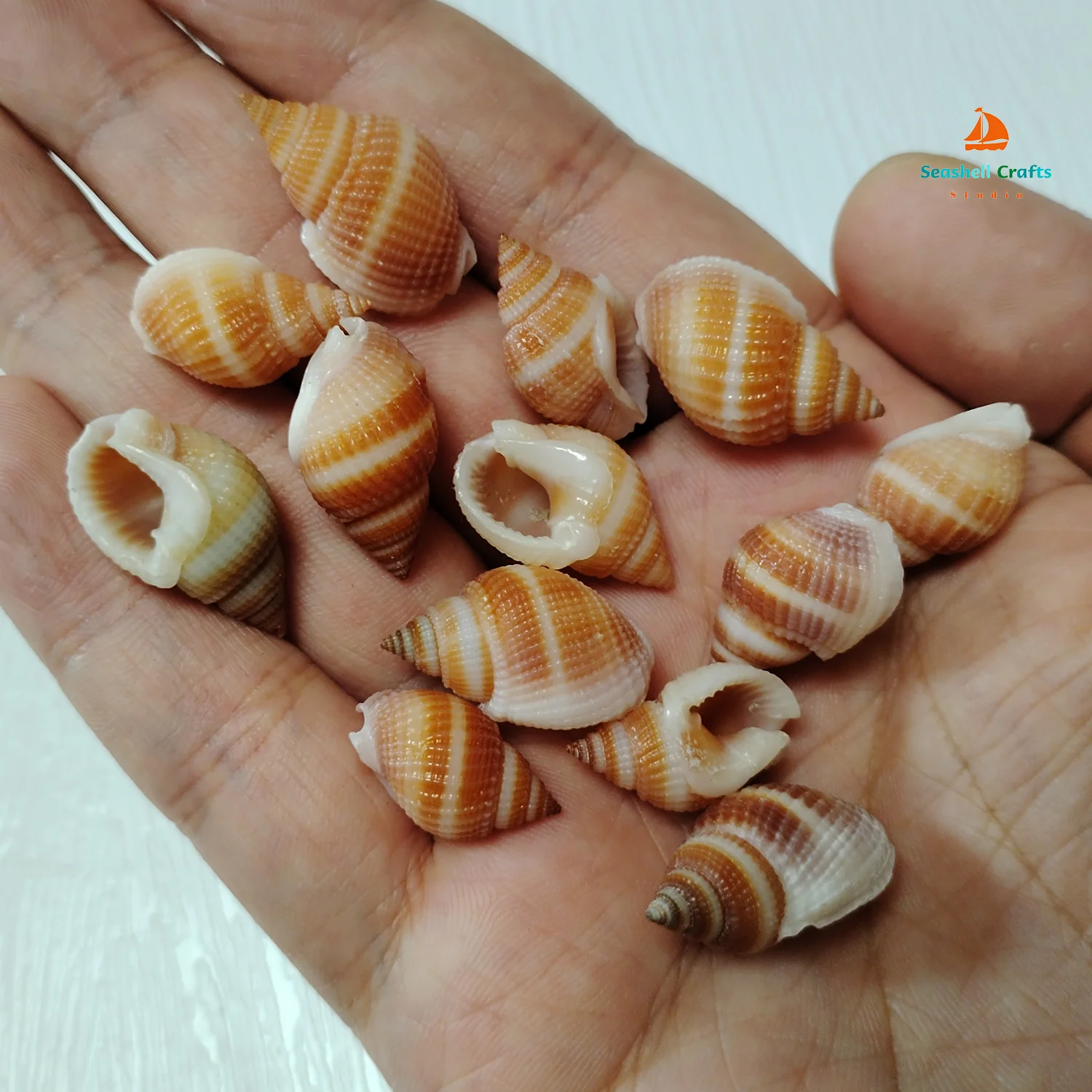 Wholesale 30/100 Pieces Real Basket Whelk Shells Natural Nassarius Snails for Vase Filler, Aquarium Landscaping and DIY Crafts
